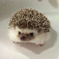 邪恶莴苣笋