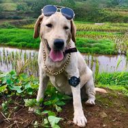 拉布拉多  莽子