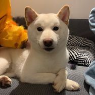 你的陈比方