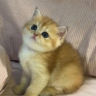 安东尼有只猫