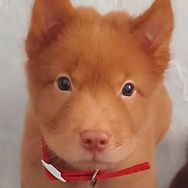 牛牛田园犬(小叮当)