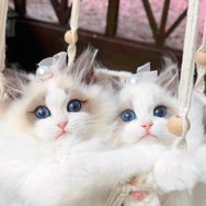OPM布偶猫舍