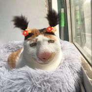 黄小咪的铲屎官