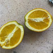 厚皮橙