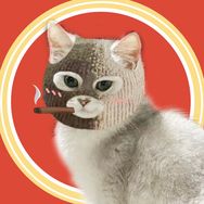 MoMo侠（游戏分享）