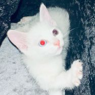 游标卡尺