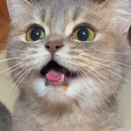 馋猫崽崽