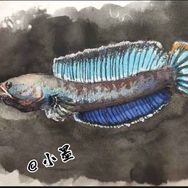 小墨雷龙鱼工作室