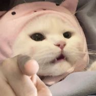 爱吃芒果