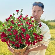 月季树下的随风