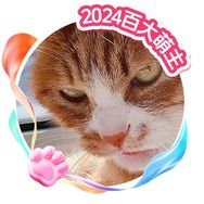 家有猫三宝