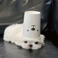 广智（企二代创业版）