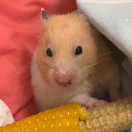 我叫果子（出🐻）