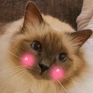 猫der和饭饭的日常