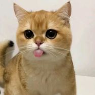 一只小黄鸭