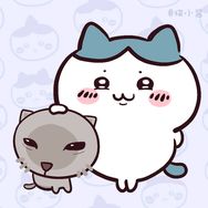 猫小酱