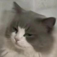 小卓的猫meme