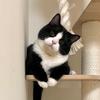 一只仙草冻猫猫
