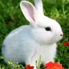 1975🐰12🐰12👱‍♂️张仲国