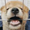 焦糖君
