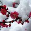 傲雪寒梅