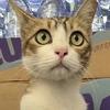逃课的猫