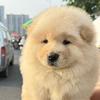 广西表姐之田园犬