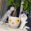 家有两小只🐱