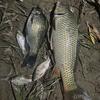 不会调漂钓鱼🎣（辰）