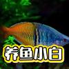 养鱼小白