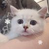 猫有才