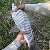 大冰-野钓🎣