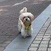 犟屁小久