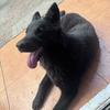 东德牧羊犬小球儿一家