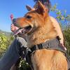 田园犬多多