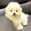 翠花是只小比熊🐶