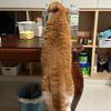 小葵🐈