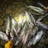一哥钓鱼YiGO FISHING