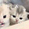 twotwo