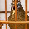 韩兄画眉鸟食