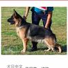 CSV凌轩犬舍德牧（买🐶刘☎️）