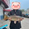 钓鱼人沐辰（德州野钓）