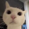 我的猫很想你