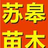 苏皋苗木