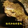 轻风和他的蛋龟