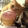 别动狗的猫