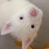 猪猪不是🐷（成长版）