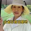 云南金雀花树苗供应