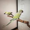 养和尚那个小伙喳~🦜