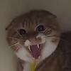 哈基木（爱猫TV）